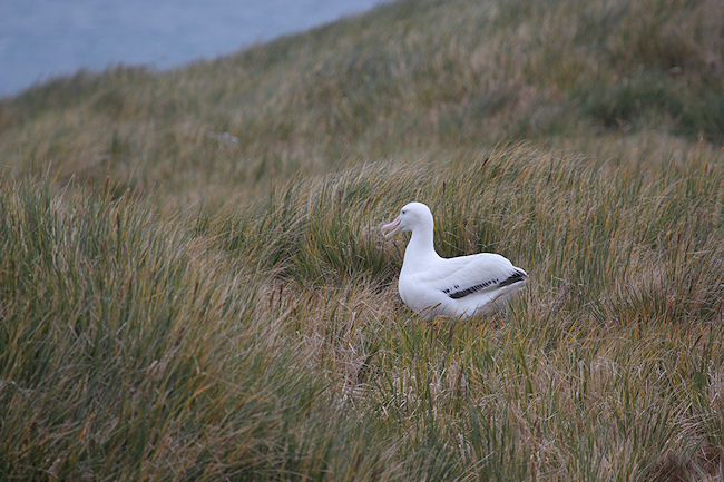 SGeorgia_Day9_Prion_WandAlbatr_3358.jpg