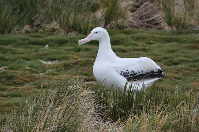 SGeorgia_Day9_Prion_WandAlbatr_3359.jpg