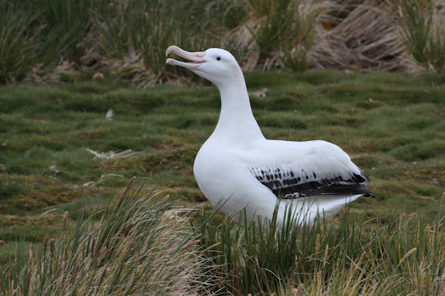 SGeorgia_Day9_Prion_WandAlbatr_3373.jpg