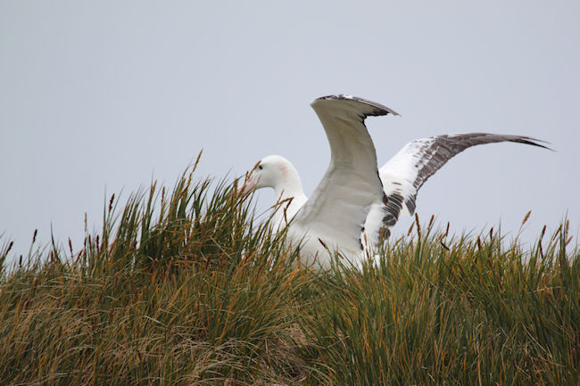 SGeorgia_Day9_Prion_WandAlbatr_3379.jpg