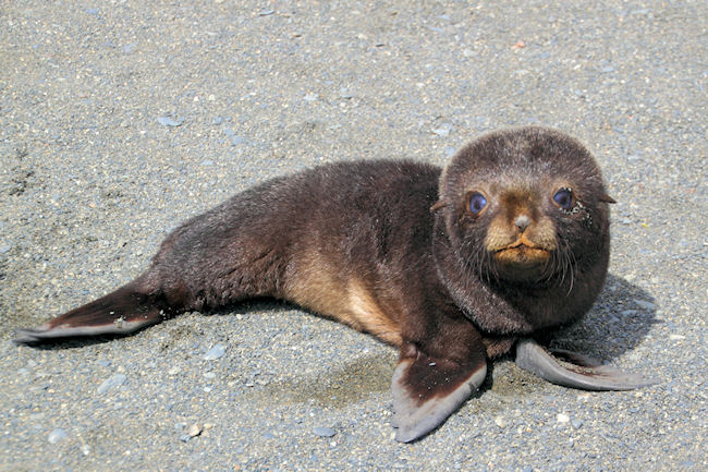 SGeorgia_Day9_RWBay_FurSeals_5331.jpg