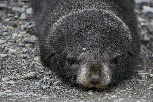 SGeorgia_Day9_RWBay_FurSeals_5340.jpg