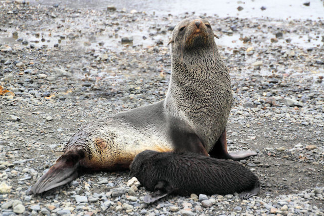 SGeorgia_Day9_RWBay_FurSeals_5342.jpg