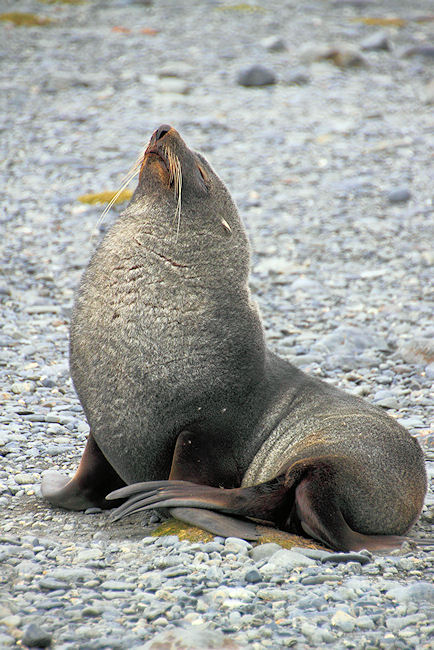 SGeorgia_Day9_RWBay_FurSeals_5349.jpg