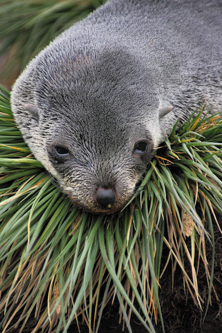 SGeorgia_Day9_RWBay_FurSeals_5354.jpg