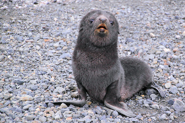 SGeorgia_Day9_RWBay_FurSeals_5399.jpg