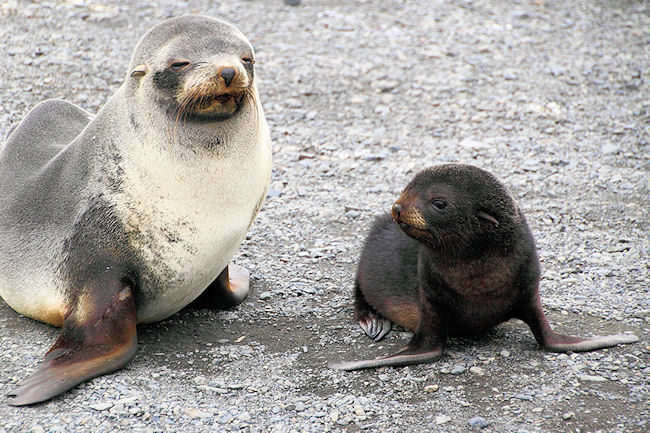 SGeorgia_Day9_RWBay_FurSeals_5410.jpg