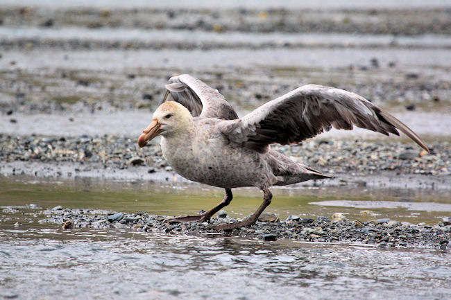 SGeorgia_Day9_RWBay_Petrel_3302.jpg