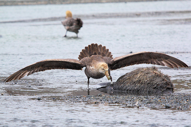 SGeorgia_Day9_RWBay_Petrel_3305.jpg