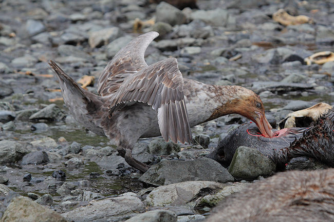 SGeorgia_Day9_RWBay_Petrels_3336.jpg