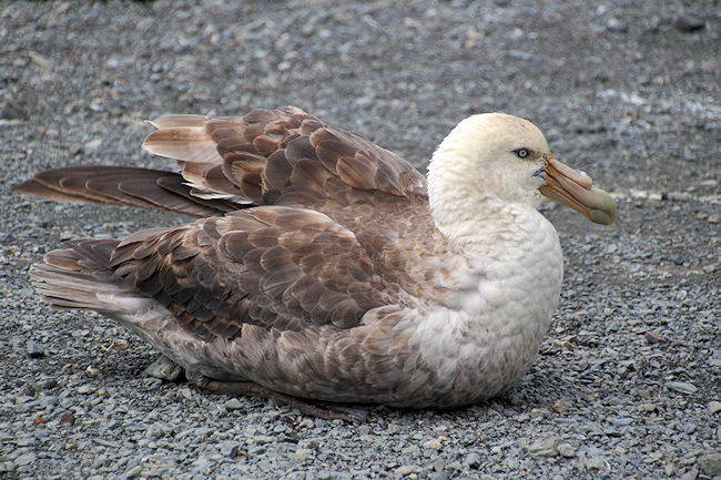 SGeorgia_Day9_RWBay_Petrels_5334.jpg