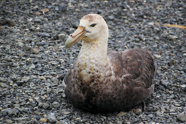 SGeorgia_Day9_RWBay_Petrels_5407.jpg