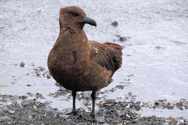 SGeorgia_Day9_RWBay_Skuas_5406.jpg