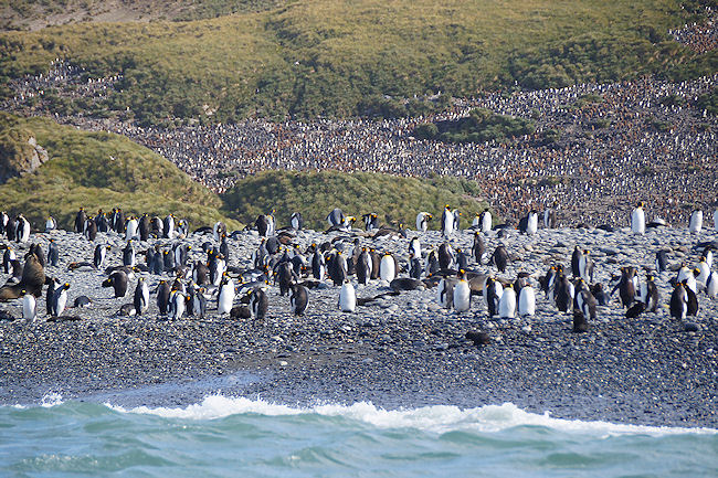 SouthGeorgia_SalisburyPlain_DSC06090_edited.jpg