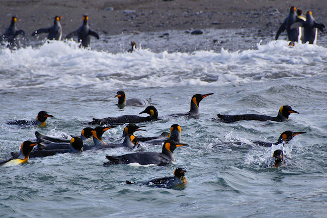 SouthGeorgia_SalisburyPlain_DSC06223_edited.jpg