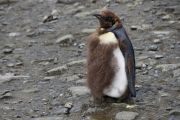 RightWhaleBay_KingPenguins_DSC06692