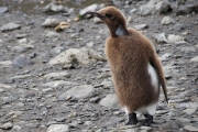 RightWhaleBay_KingPenguins_DSC06693