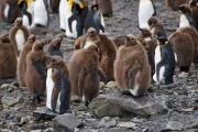 RightWhaleBay_KingPenguins_DSC06695