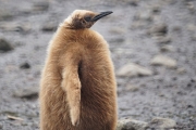 RightWhaleBay_KingPenguins_DSC06707