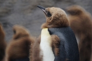 RightWhaleBay_KingPenguins_DSC06710