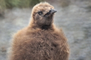 RightWhaleBay_KingPenguins_DSC06719