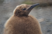 RightWhaleBay_KingPenguins_DSC06723