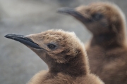 RightWhaleBay_KingPenguins_DSC06725