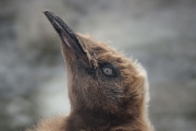 RightWhaleBay_KingPenguins_DSC06726