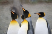 RightWhaleBay_KingPenguins_DSC06734