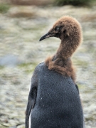 RightWhaleBay_KingPenguins_DSC06738_2