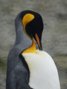 RightWhaleBay_KingPenguins_DSC06740_2