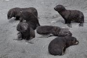 RightWhaleBay_Seals_DSC06687