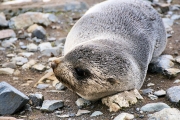 RightWhaleBay_Seals_DSC06756