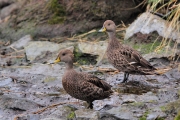 SGeorgia_Day9_Prion_Ducks_3389