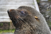 SGeorgia_Day9_Prion_FurSeals_5421