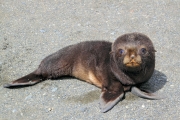 SGeorgia_Day9_RWBay_FurSeals_5331