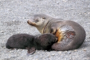 SGeorgia_Day9_RWBay_FurSeals_5335