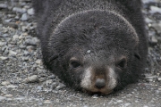 SGeorgia_Day9_RWBay_FurSeals_5340