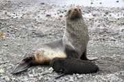 SGeorgia_Day9_RWBay_FurSeals_5342