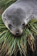 SGeorgia_Day9_RWBay_FurSeals_5354