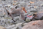 SGeorgia_Day9_RWBay_Petrels_3335