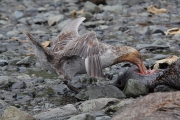 SGeorgia_Day9_RWBay_Petrels_3336