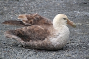 SGeorgia_Day9_RWBay_Petrels_5334