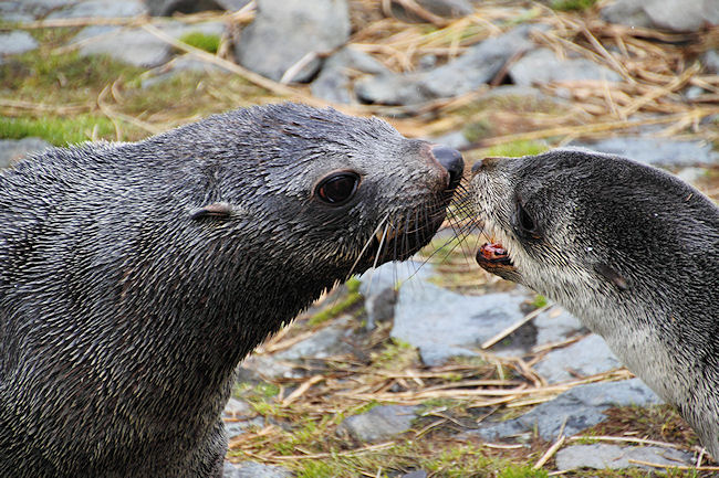 SGeorgia_Day10_CBay_FurSeals_5451.jpg