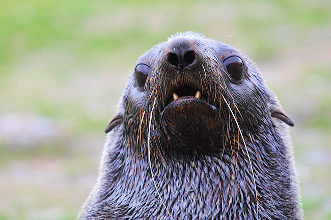 SGeorgia_StAndrewsBay_FurSeals_3258.jpg