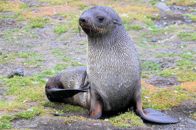 SGeorgia_StAndrewsBay_FurSeals_5102.jpg