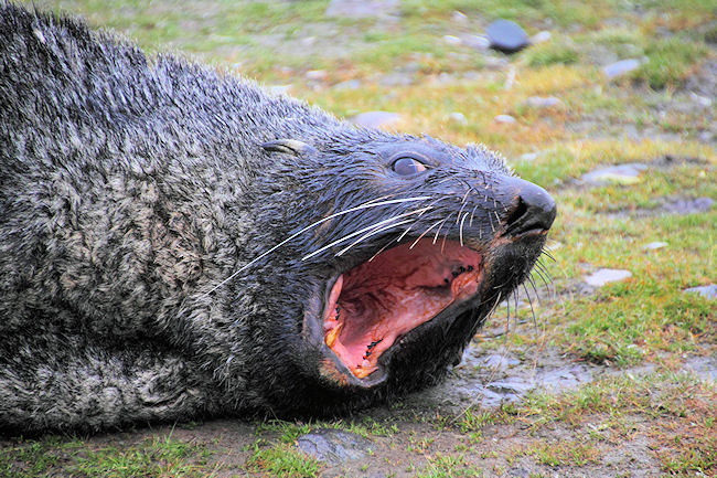 SGeorgia_StAndrewsBay_FurSeals_5123.jpg