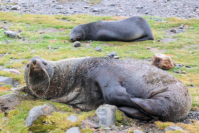 SGeorgia_StAndrewsBay_FurSeals_5128.jpg