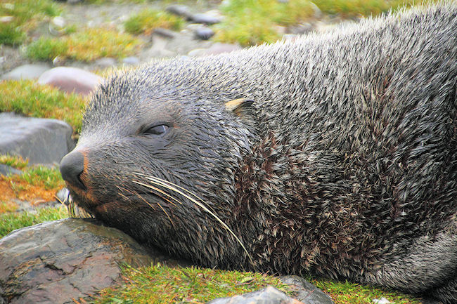 SGeorgia_StAndrewsBay_FurSeals_5130.jpg