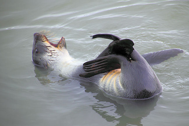 SGeorgia_StAndrewsBay_FurSeals_5165.jpg